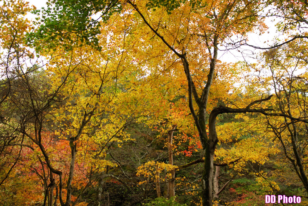 DSC_5134_s.jpg