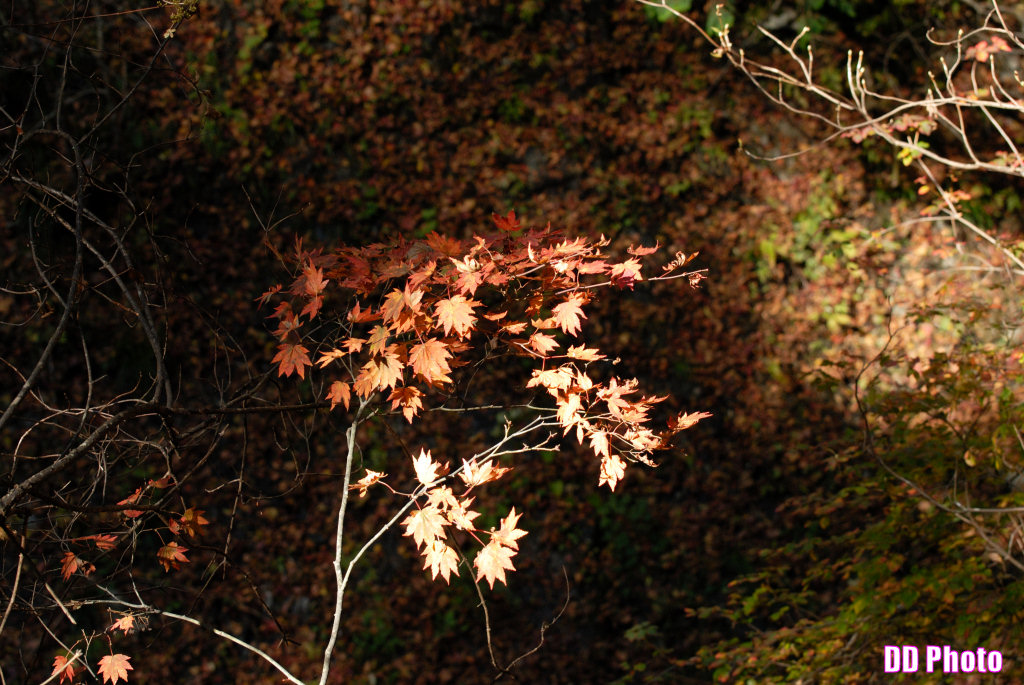 DSC_5199_s.jpg