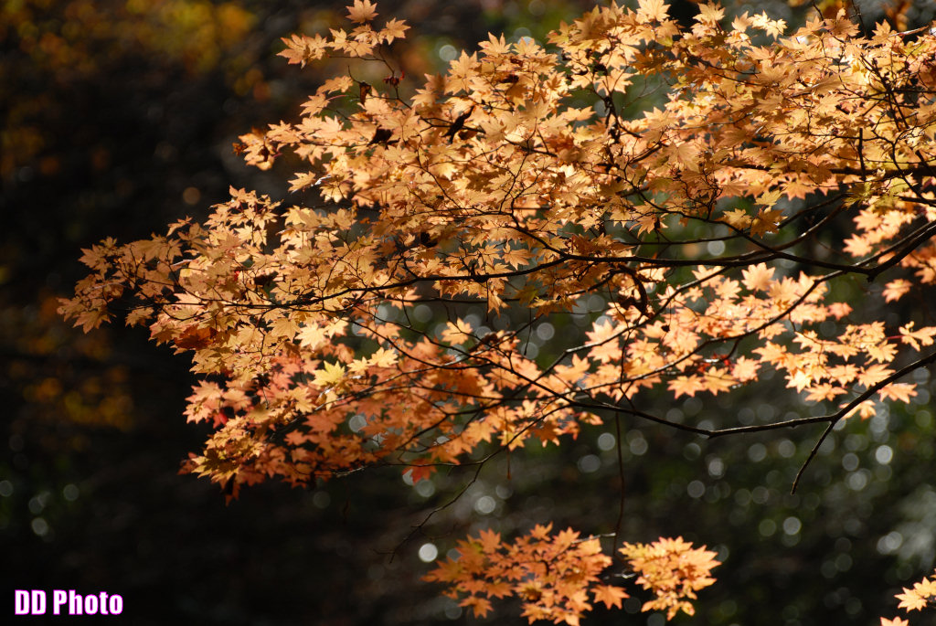 DSC_5223_s.jpg