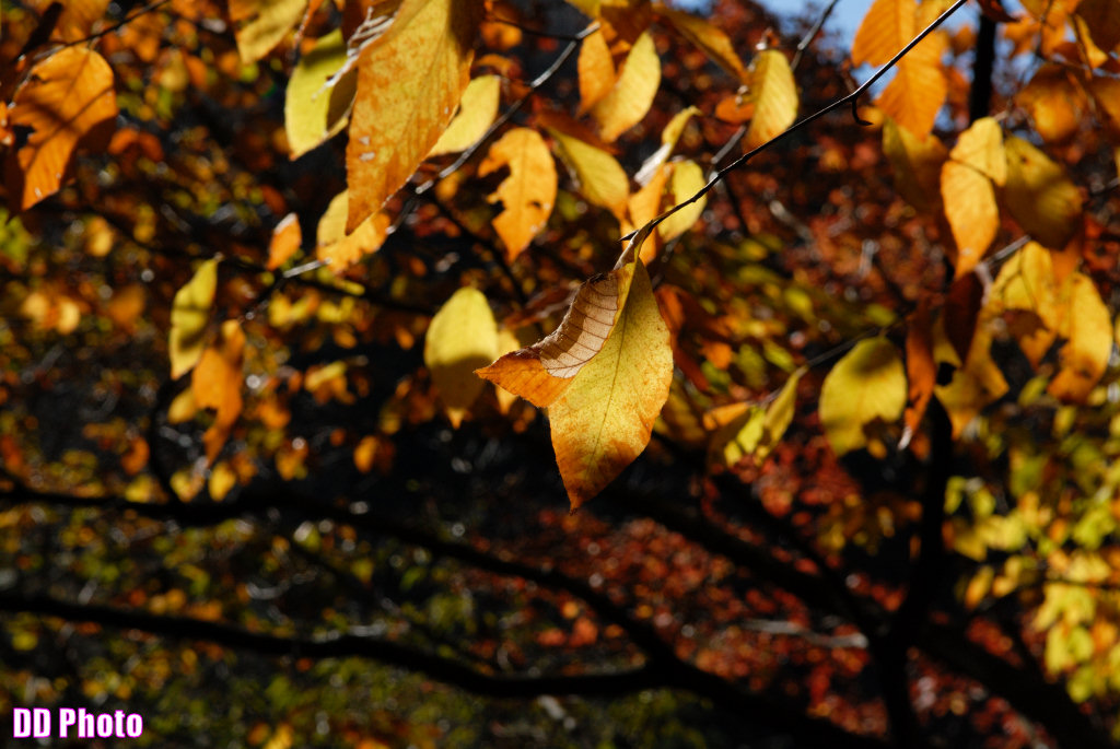 DSC_5315_s.jpg
