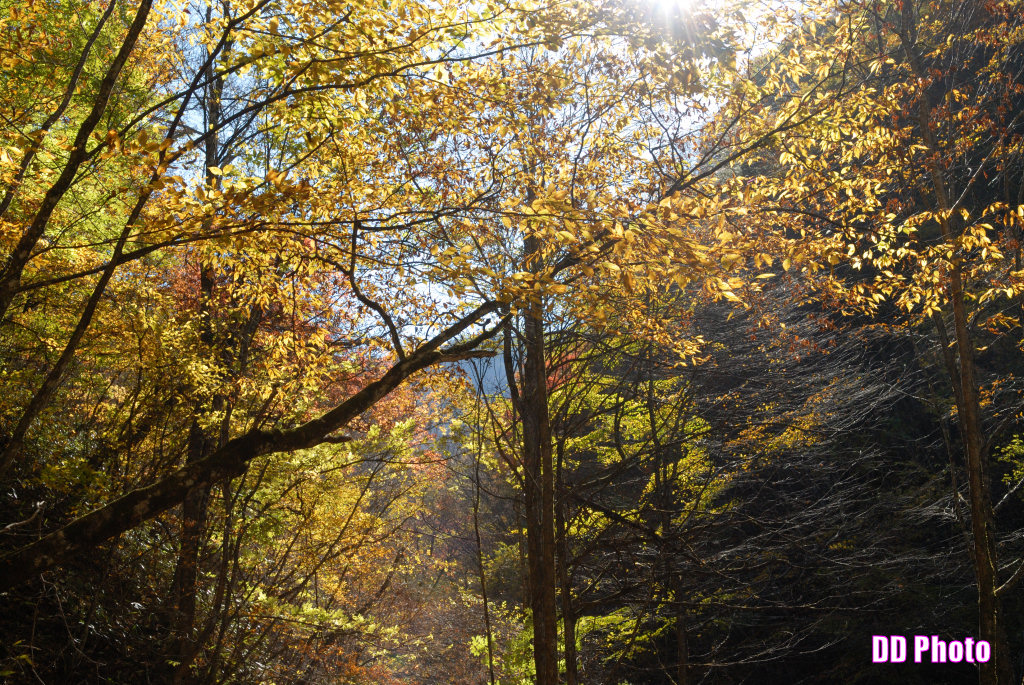 DSC_5327_s.jpg