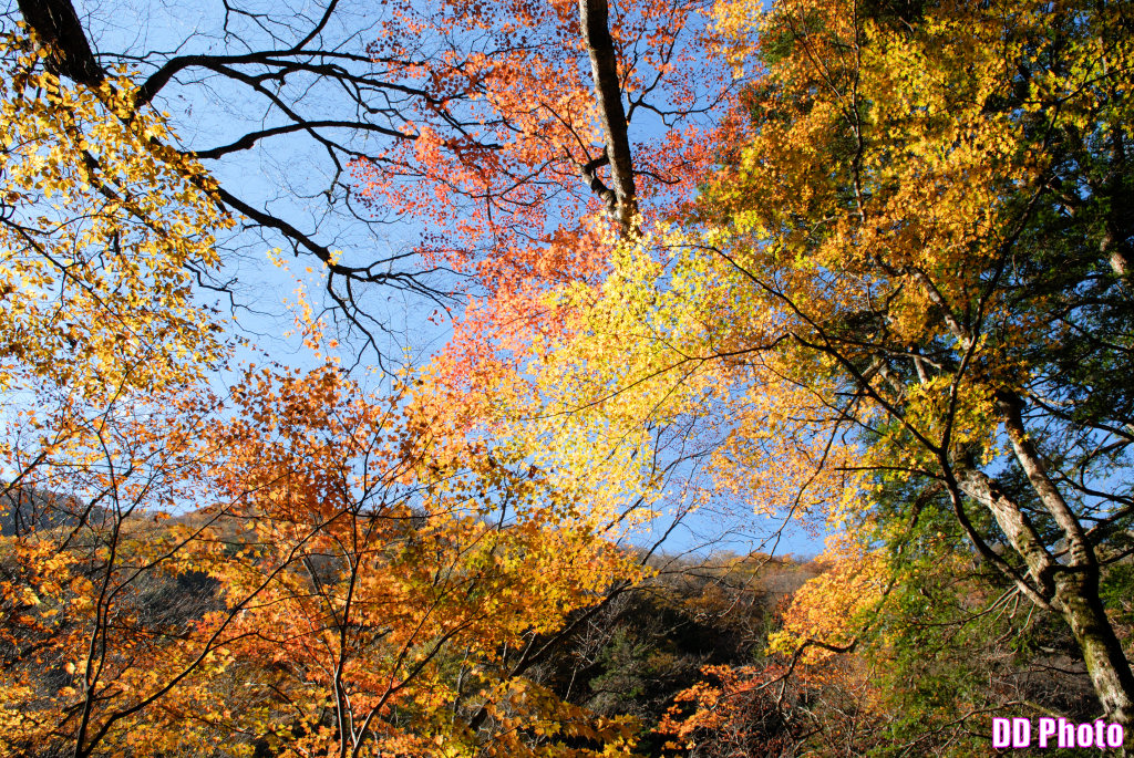 DSC_5331_s.jpg