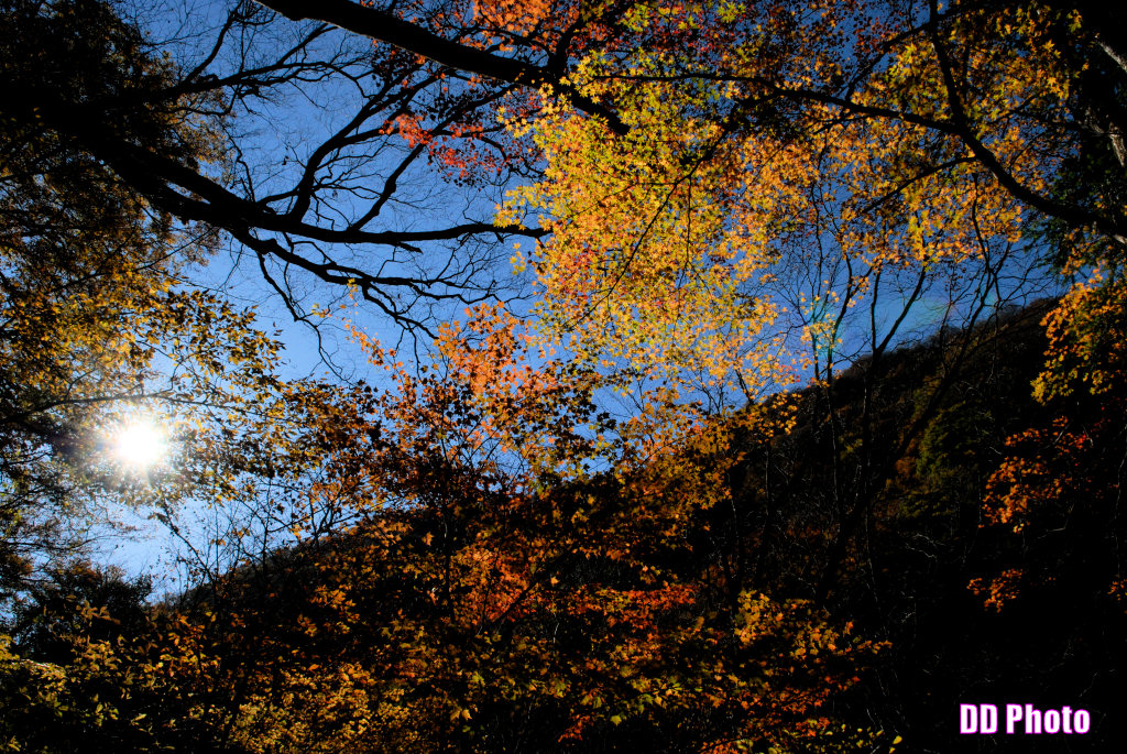 DSC_5333_s.jpg