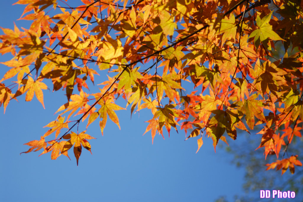 DSC_5383_s.jpg