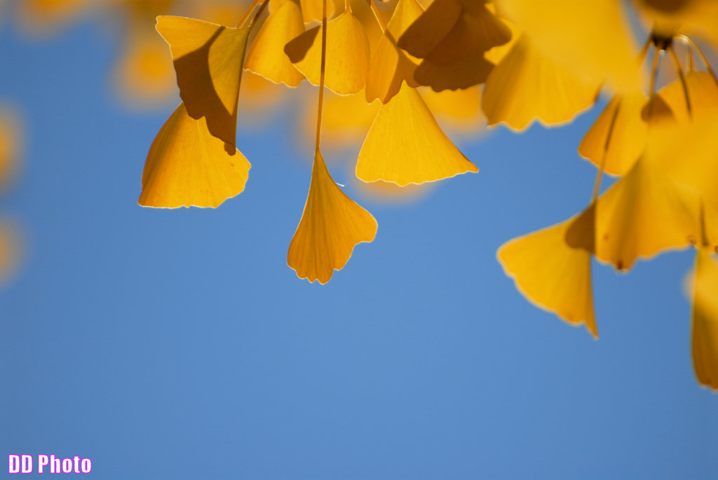 DSC_6858_s.jpg
