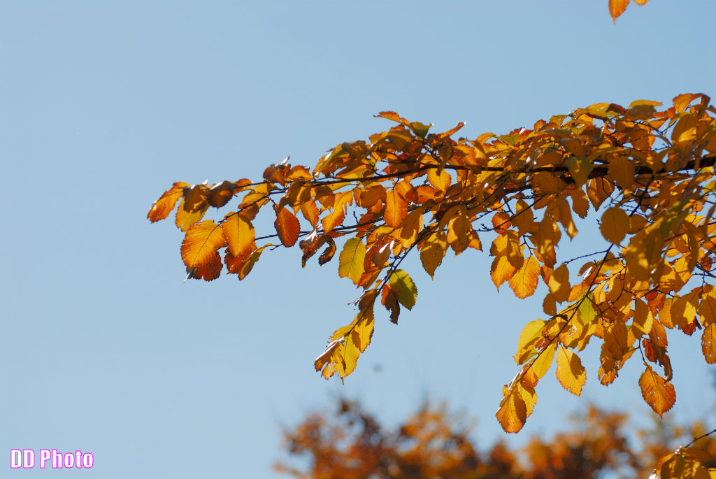 DSC_6879_s.jpg