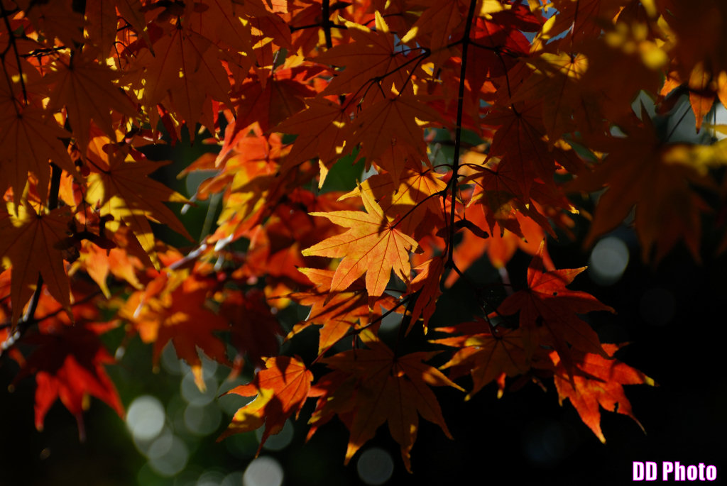 DSC_6880_s.jpg