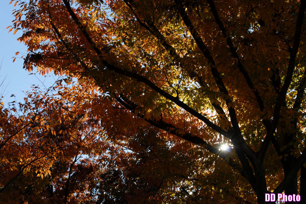 DSC_6902_s.jpg