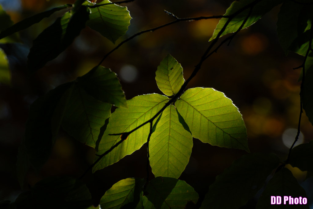 DSC_6909_s.jpg