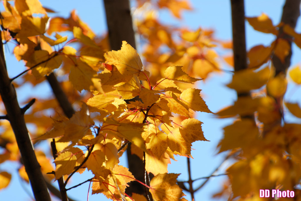 DSC_6949_s.jpg