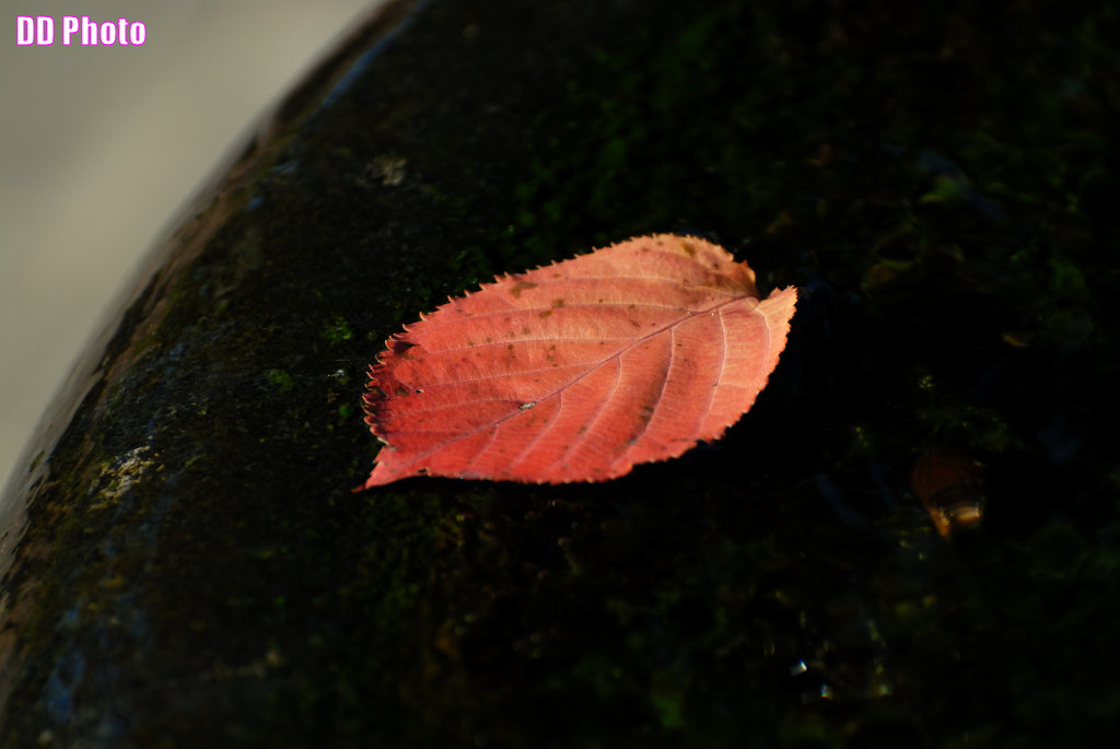 DSC_6959_s.jpg