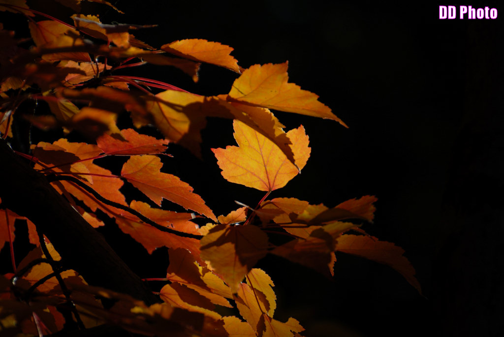 DSC_6967_s.jpg