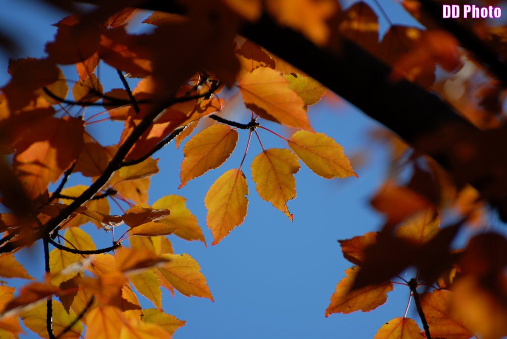 DSC_6972_s.jpg