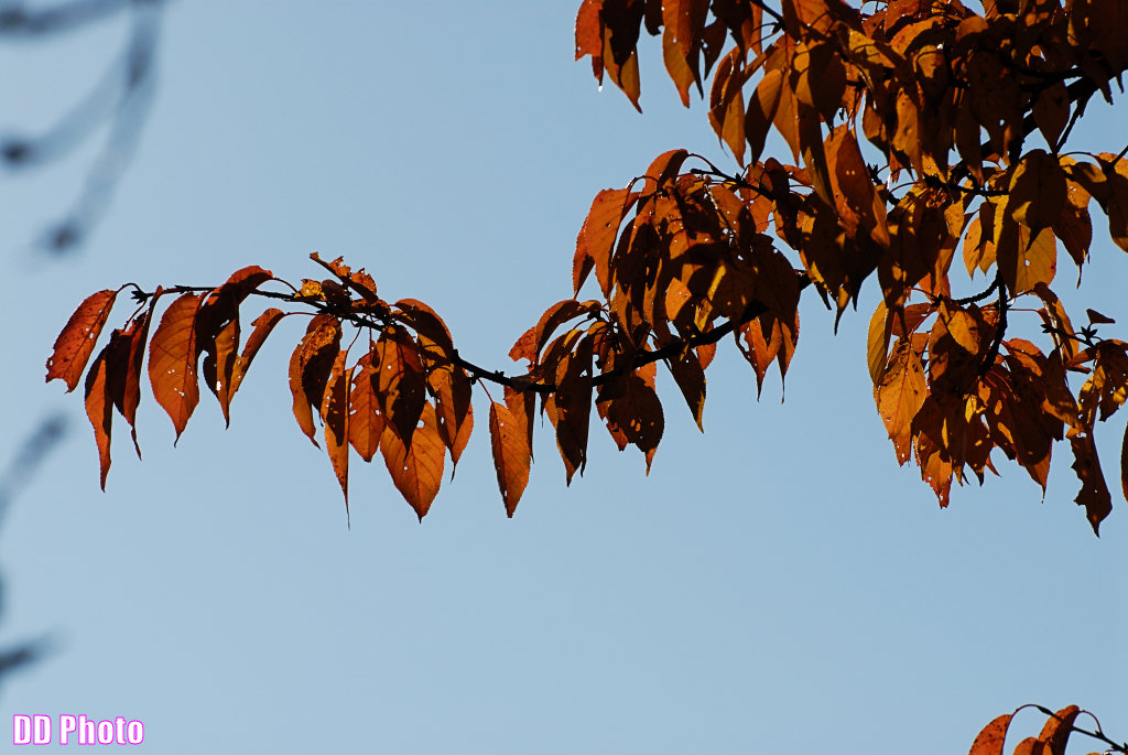 DSC_6989_s.jpg
